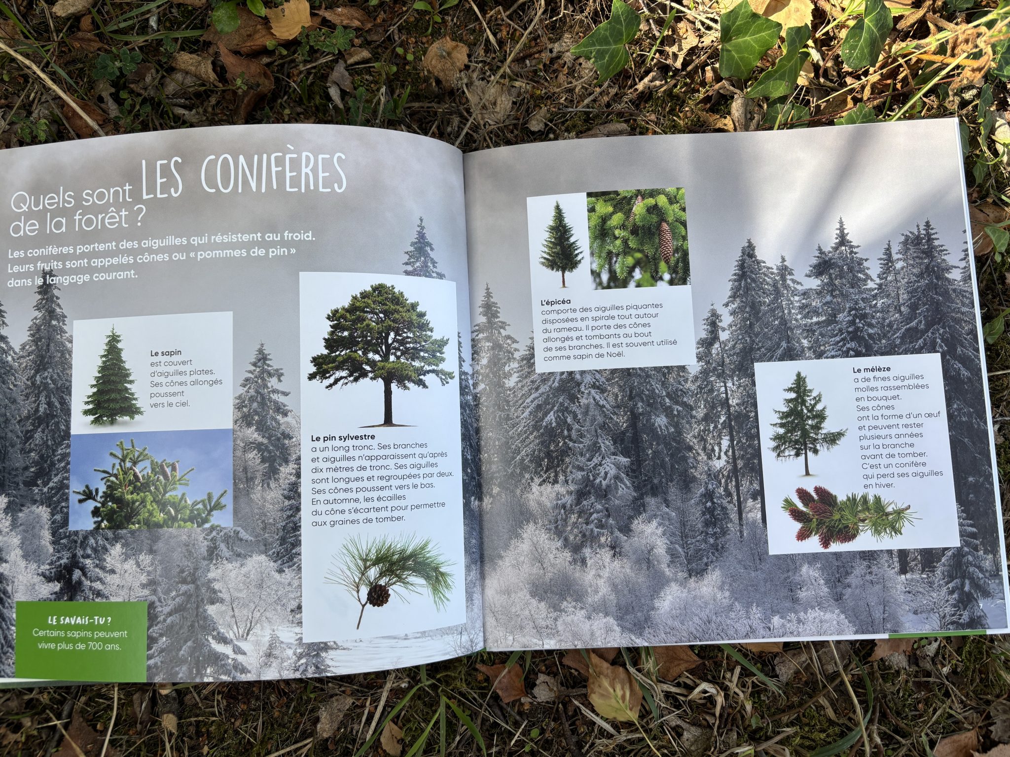 s-lection-de-livres-sur-la-for-t-les-arbres-l-cole-de-la-nature
