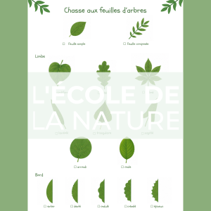 Chasse aux feuilles d'arbres