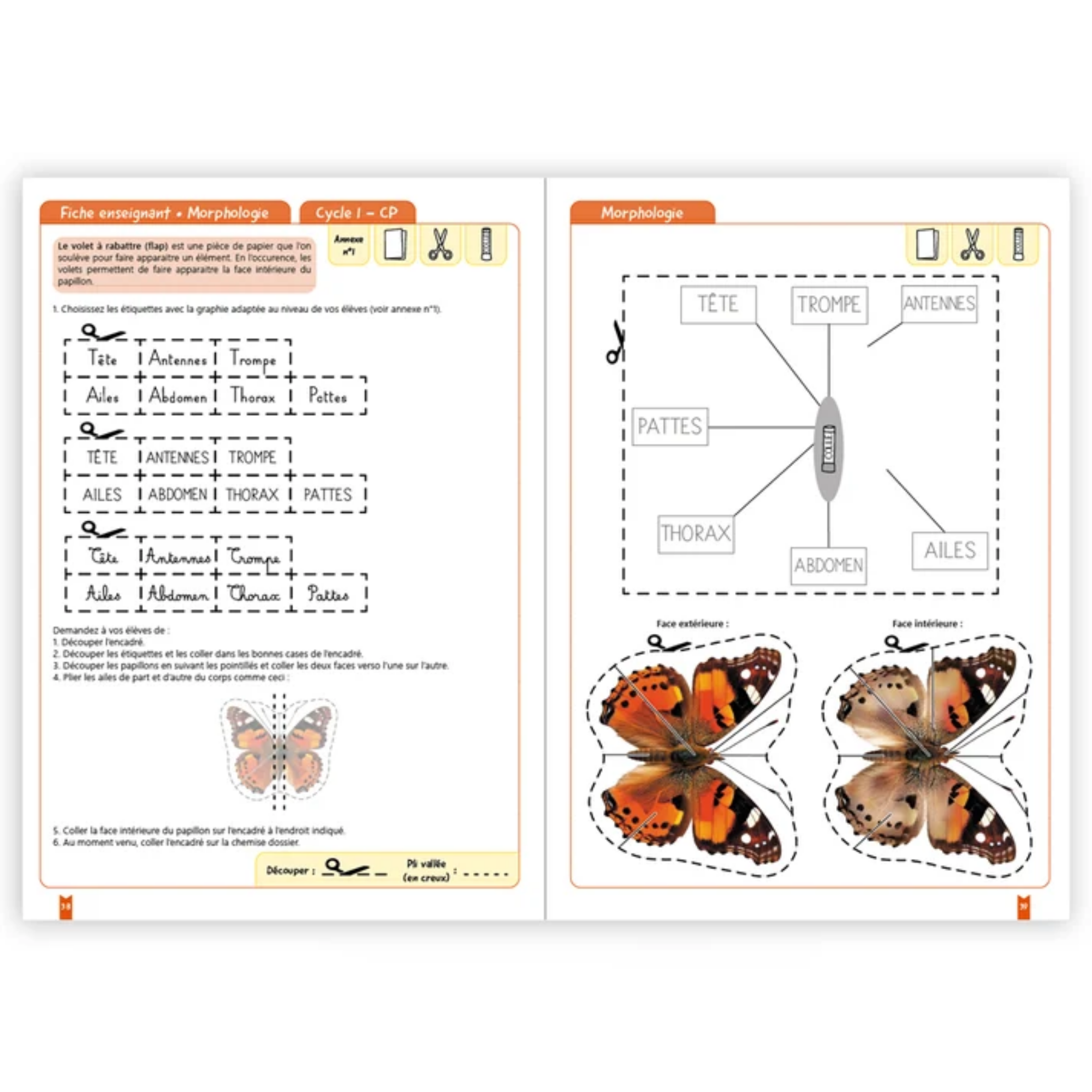 Créer des lapbooks : les papillons – Image 5