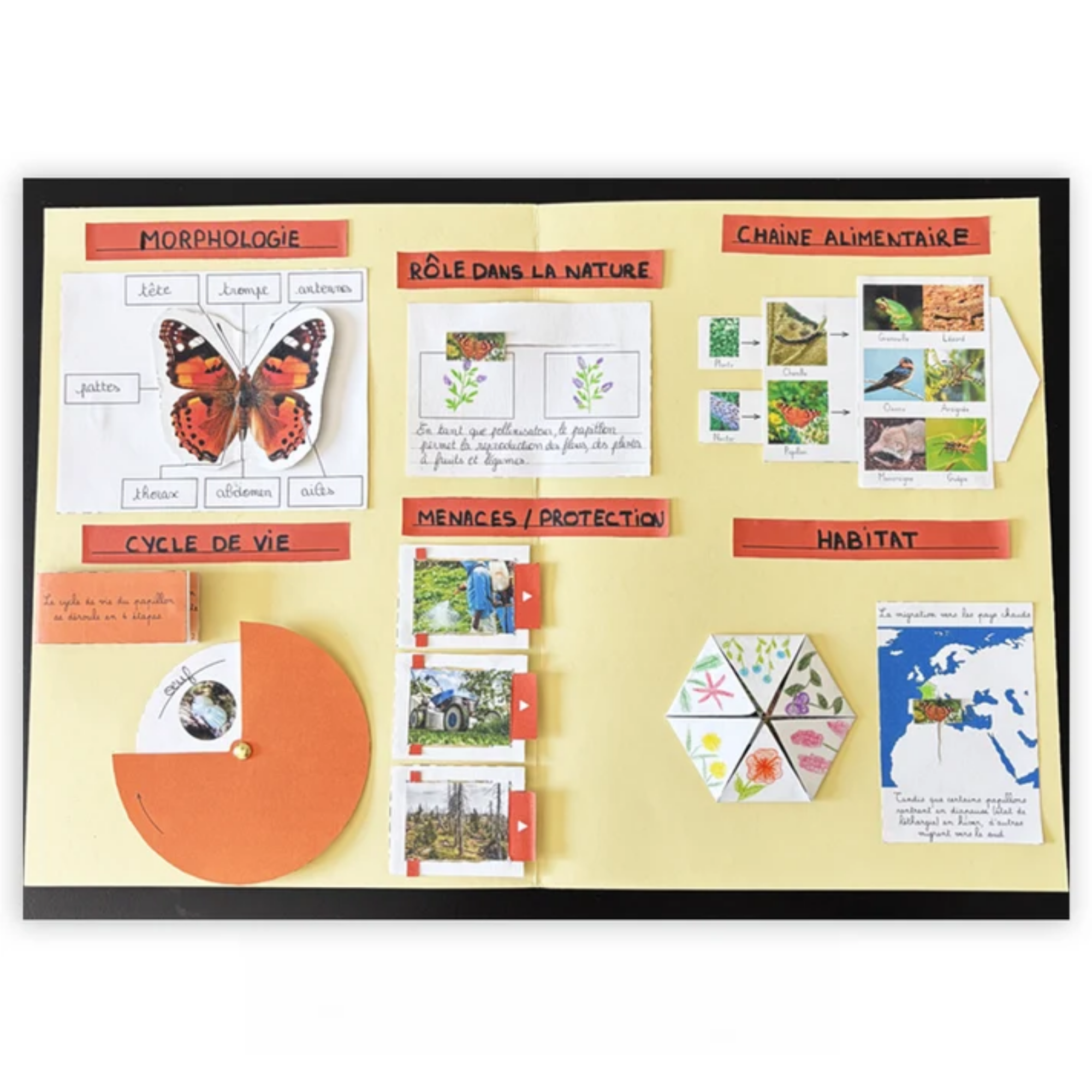 Créer des lapbooks : les papillons – Image 3